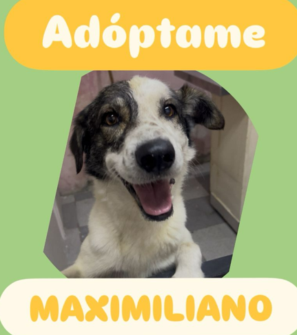 Maximiliano