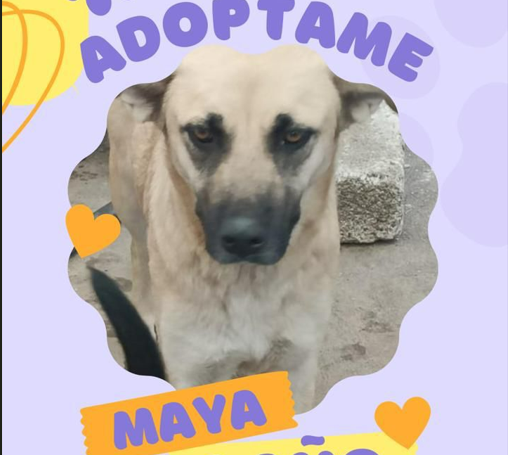 Maya