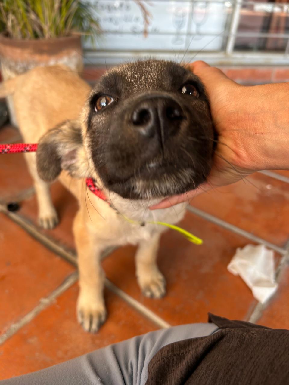 Balu