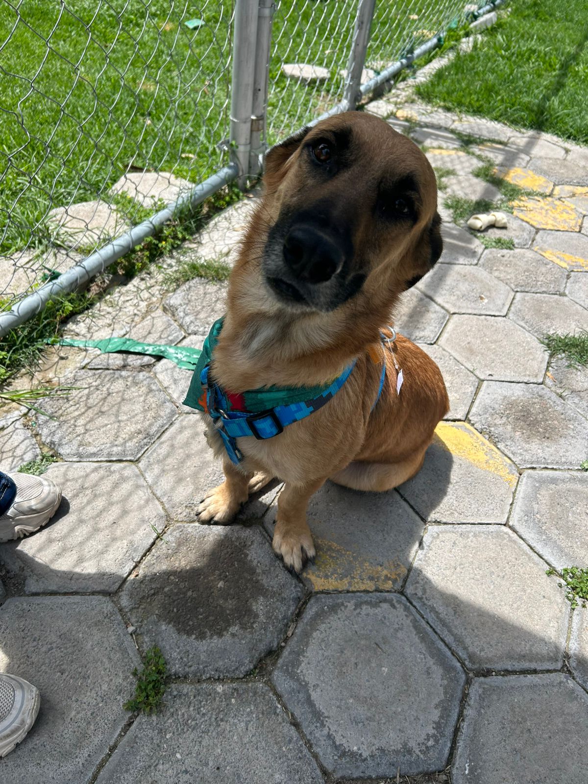 Ernesto