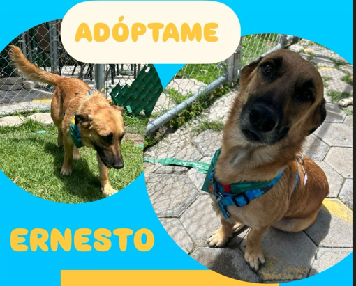 Foto 2 de Ernesto